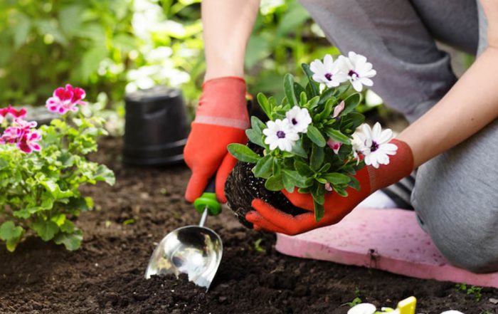 Il giardinaggio fa bene alla salute