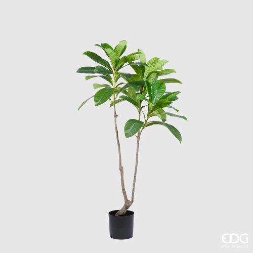Immagine della pianta artificiale Elaercarpus Edg